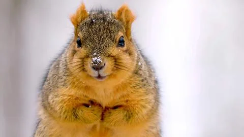 Fox squirrel Stock Photos