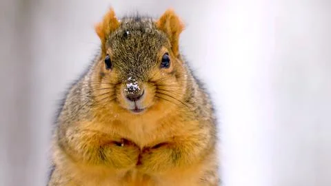 Fox squirrel Stock Photos