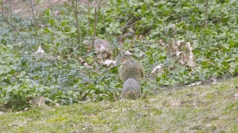 Fox squirrel roaming around a backyard looking for food, 4k60p Video stock 128755144