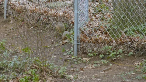 Fox squirrel roaming around a backyard climbing a chain link fence, 4k60p Stock Footage 128759541