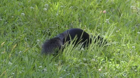 Fox Squirrel Roams Rural Field During Spring Morning Stock Footage 336313540