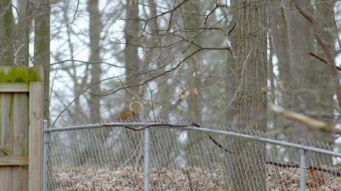 Fox squirrel running along chain link and wood fences in a backyard, 4k60p Stock Footage 128751971