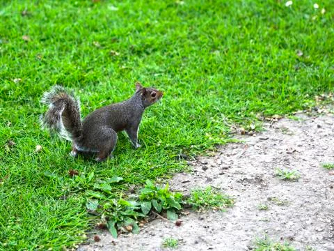 Fox squirrel, sciurus niger, jumping on green grass. Stock Photos