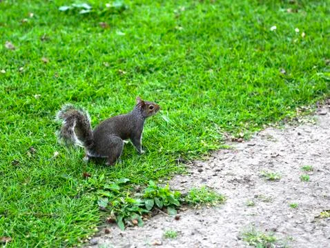 Fox squirrel, sciurus niger, jumping on green grass. Stock Photos