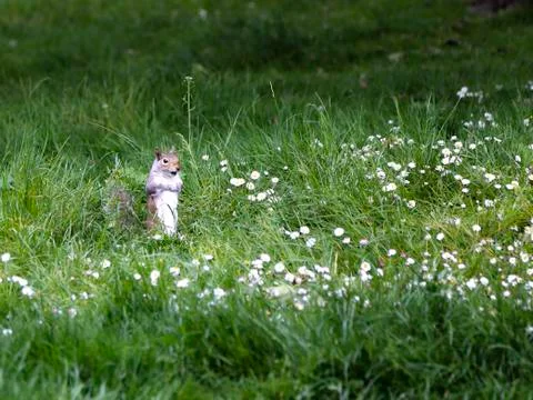 Fox squirrel, sciurus niger, jumping on green grass. Stock Photos