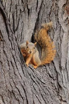 Fox squirrel, Sciurus niger, sitting on tree trunk and posing its fluffy tail Stock Photos
