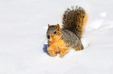 Fox squirrel (Sciurus niger) in snow; Denver, Colorado, United States of Amer Stock Photos
