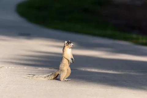 Fox squirrel Sciurus niger stands on his hind legs Stock Photos