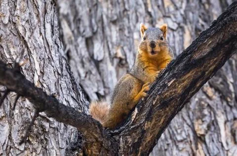 Fox Squirrel (Sciurus niger) in a tree,Colorado, United States of America Stock Photos
