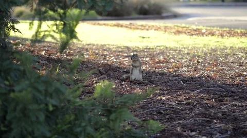 A Fox Squirrel searching the ground for food Stock Footage 74608751