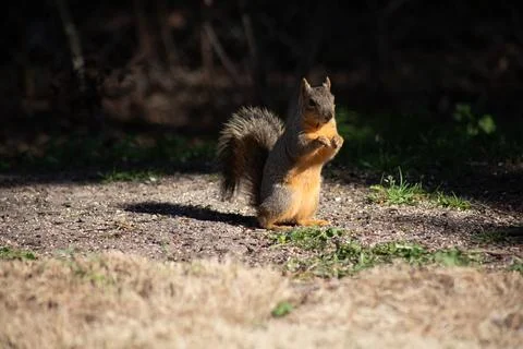 Fox squirrel sitting up eating nuts in sunshine Stock Photos