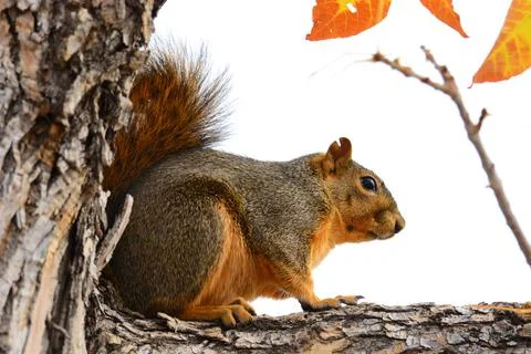 Fox squirrel sitting on tree branch Stock Photos