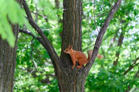 Fox Squirrel sitting on tree branch in park. Stock Photos