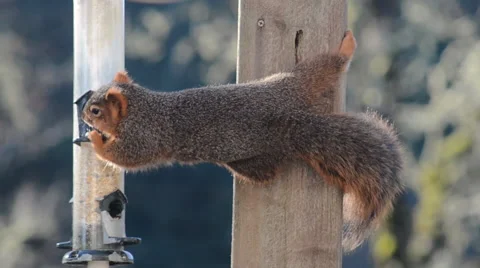 A Fox Squirrel stealing seeds from a bird feederSquirrel feeder. Stock Footage 66775772