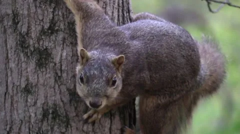 Fox squirrel on tree closeup wildlife animal forest fall Stock Footage 56144753