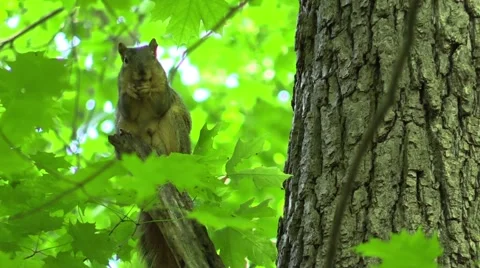 Fox squirrel on tree in forest eating nut Stock Footage 63325143