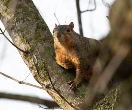 Fox squirrel in tree Stock Photos