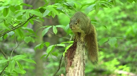 Fox squirrel on tree stump in forest Stock Footage 63325138