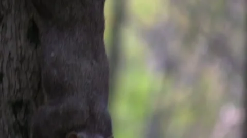 Fox squirrel on tree very close Stock Footage 58300903