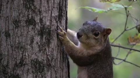 Fox squirrel on tree very close staring at camera Vídeo Stock 58301100