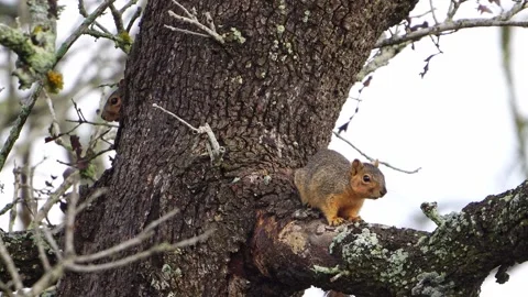 Fox Squirrel Vigilant - Another Pops Out from Behind Tree Stock-Footage 306880394