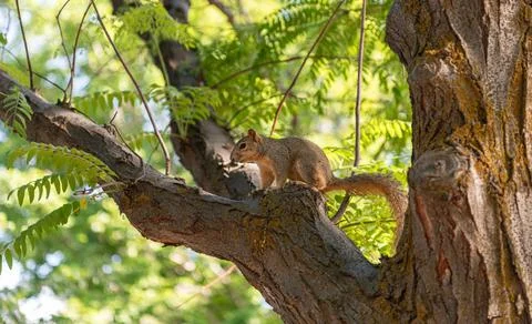 Fox Squirrell in Memory Grove Park, Salt Lake City, Utah Stock Photos
