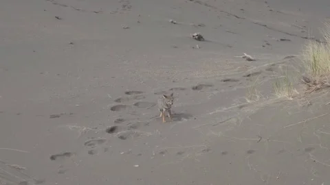 Fox Standing on a Dune Stock Footage 303015273