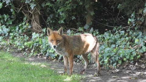A fox standing in a forest. Video stock 111127819