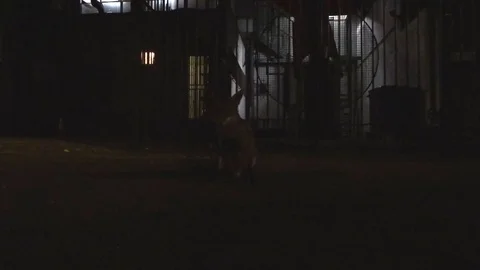 Fox standing guard outside gate Stock Footage 91713171