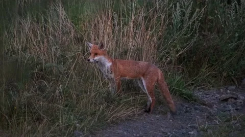 Fox standing in long grass Stock Footage 211783748