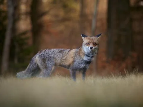 Fox standing in nature and look to camera Stock Photos