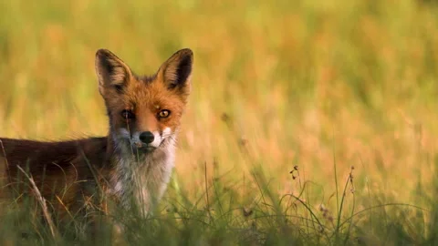 Fox standing in tall grass, slow motion Stock Footage 323294645