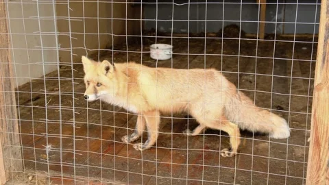 The fox stands behind the cage bars gets scared and runs away Stock Footage 255706216