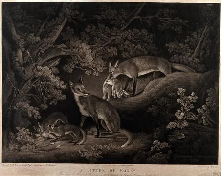 A fox stands beside its two cubs, who are eating a bird, while its mate ret.. Stock Illustration