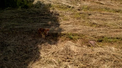 A fox stands in the meadow under the shade of a tree. Aerial view Stock Footage 203945574