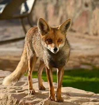 Fox stands on a stone wall during afternoon light in a natural outdoor sett.. Stock Photos