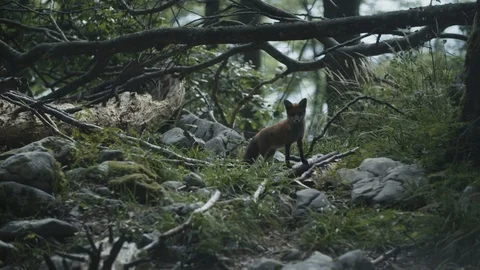 Fox is staring Vidéo 92410000