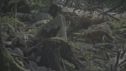 Fox stops and stares Video stock 76558226