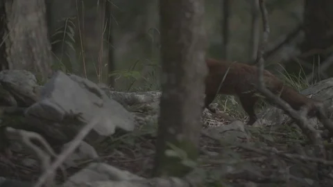 Fox stops and stares Video stock 76558383