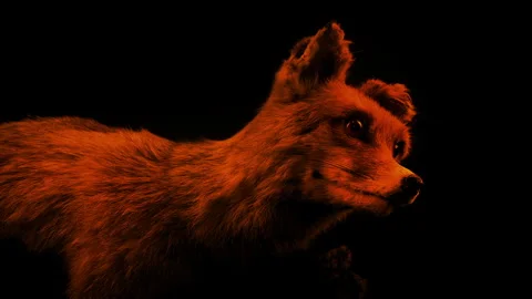 Fox Stuffed Animal Lit Up In Firelight Stockbeeldmateriaal 249823049