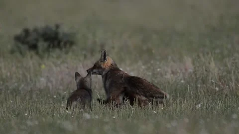 Fox suckling her cubs, Spain Stock Footage 234460325
