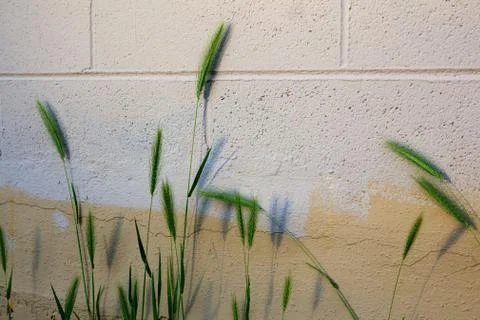 Fox tail plants against wall Stock Photos