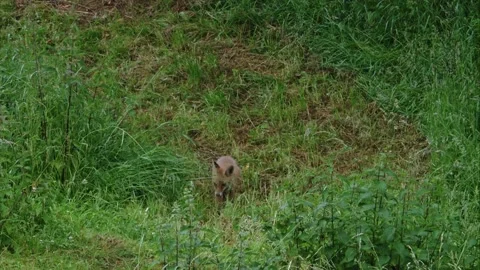 Fox in tall grass  Stock Footage 212938376