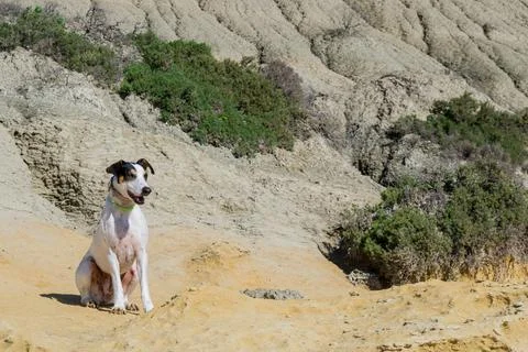 A fox terrier and pointer cross mix breed dog, with hazel eyes, near blue clay Stock Photos