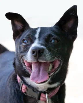 Fox terrier cross Stock Photos