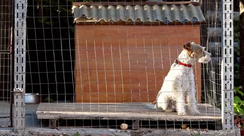 Fox terrier dog in cage Video stock 46020689