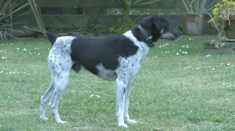 Fox terrier dog in profile Stock Footage 280217