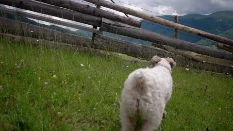 Fox terrier dog Running toward the cam in blooming grass in the mountains meadow Stock-Footage 88887282
