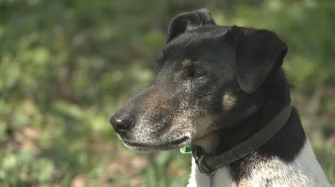 Fox terrier dogs head Stock Footage 8763369