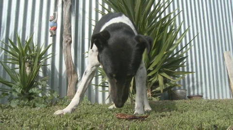 Fox terrier eats a bone  Stock-Footage 777569
